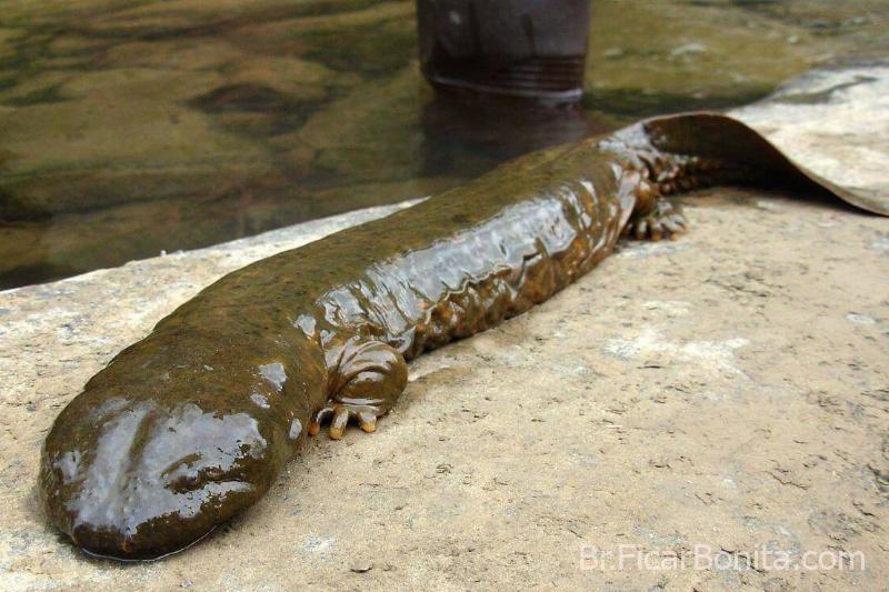 A salamandra gigante