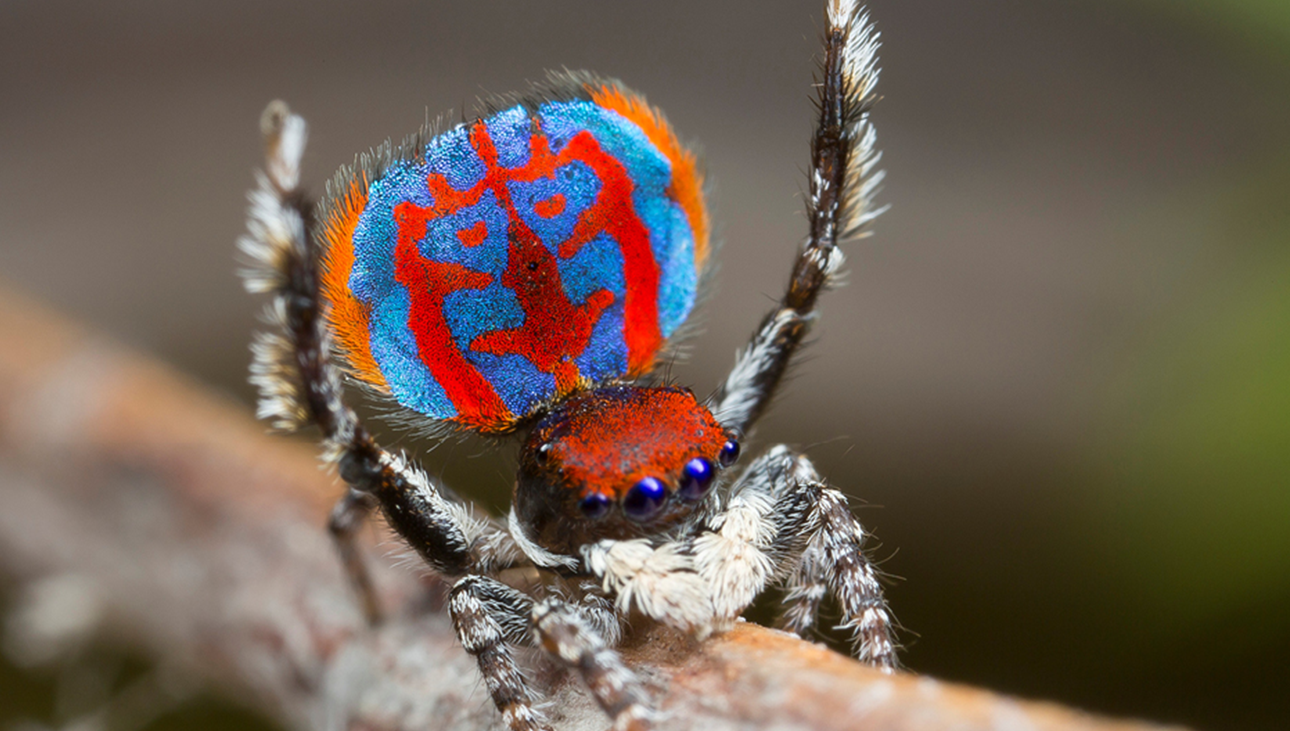 Aranha-pavão australiana 40 animais incomuns para ver antes de morrer