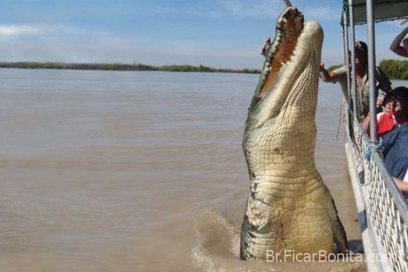 Brutus o crocodilo gigante Os maiores animais do mundo