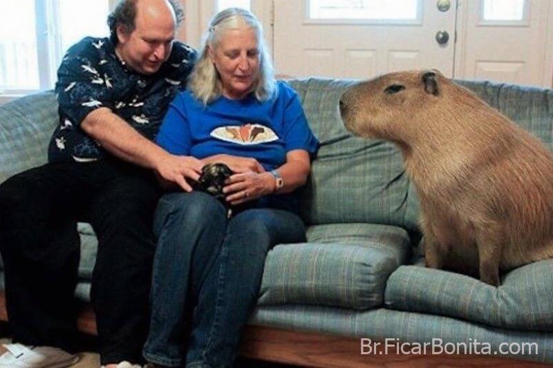 Capivara Gary Os maiores animais do mundo