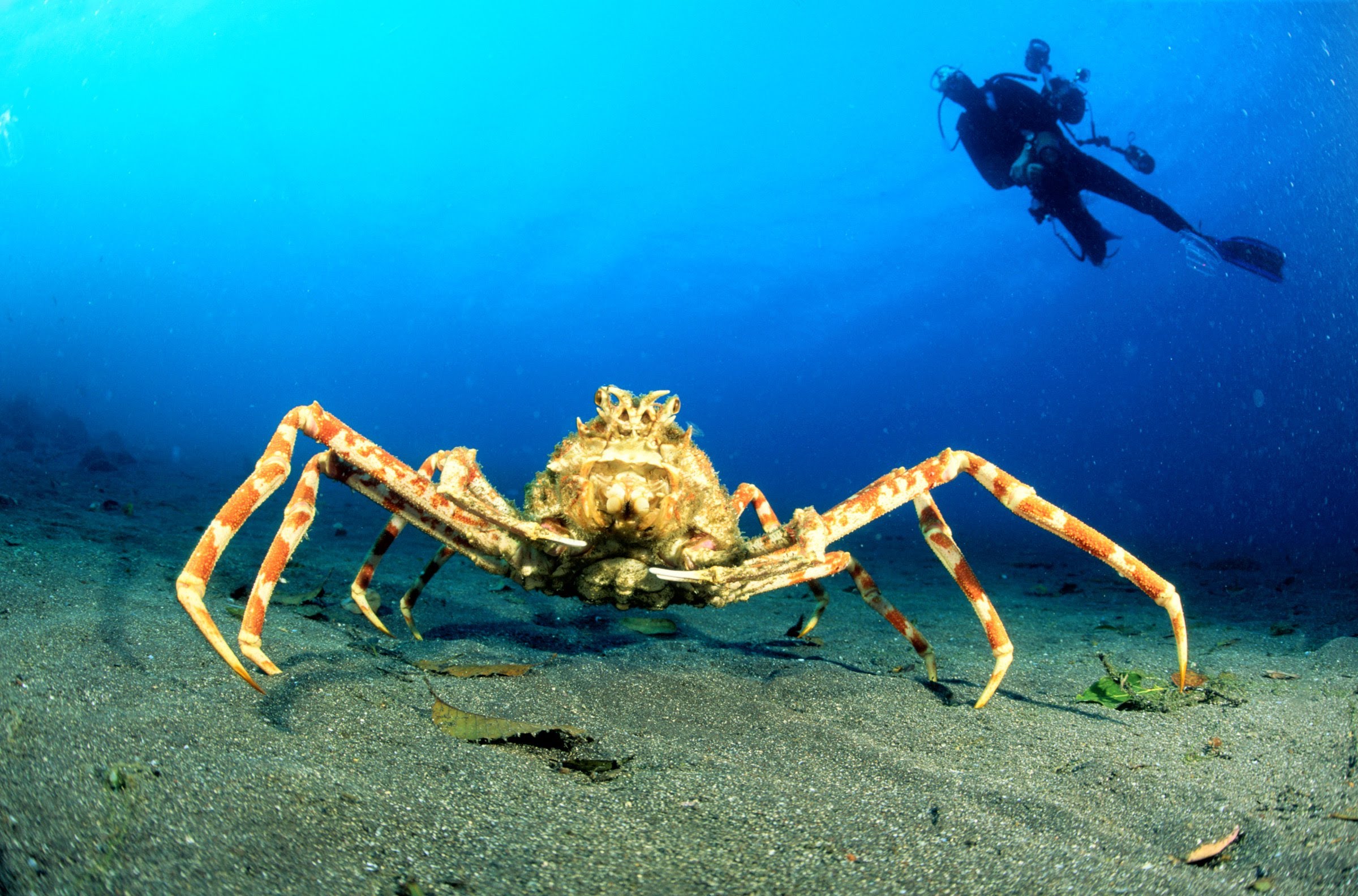 Caranguejo-aranha Japonês 40 animais incomuns para ver antes de morrer