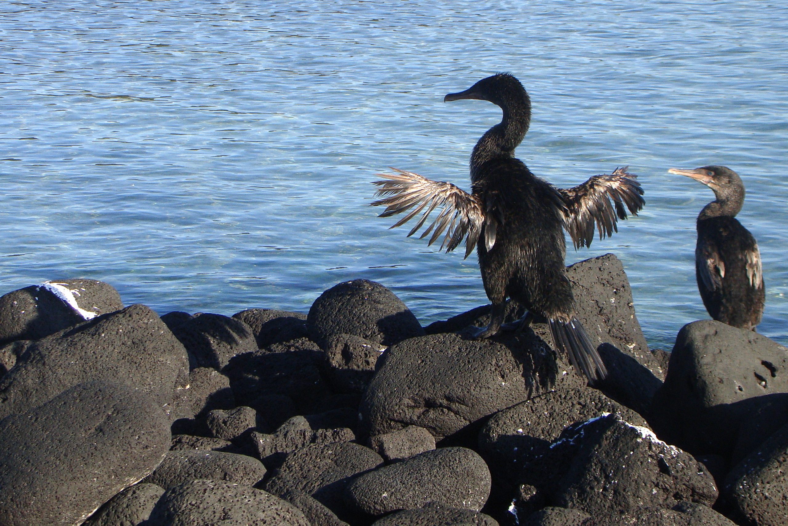 Cormorão-das-galápagos