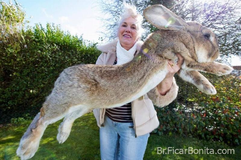 Darius o coelho Os maiores animais do mundo