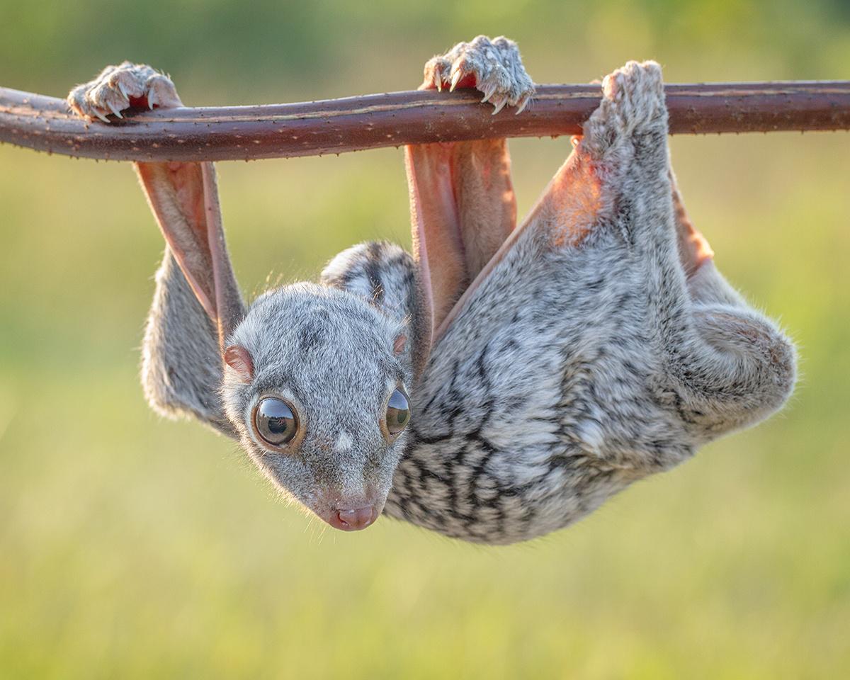 Galeopiteco 40 animais incomuns para ver antes de morrer