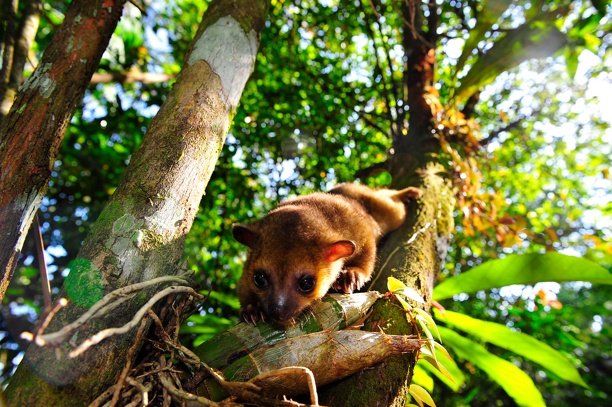 Jupará 40 animais incomuns para ver antes de morrer