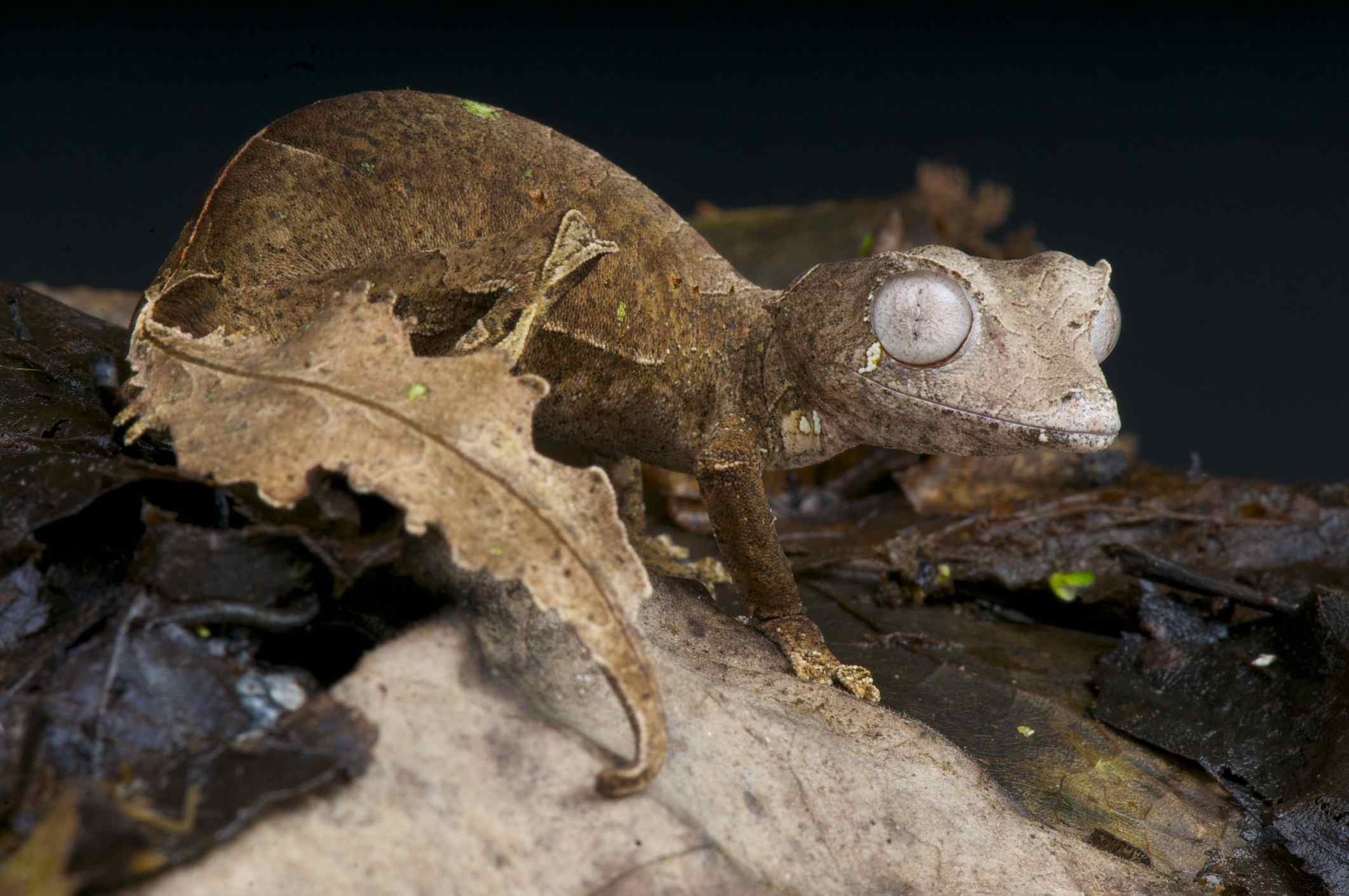 Lagartixa-satânica-cauda-de-folha 40 animais incomuns para ver antes de morrer