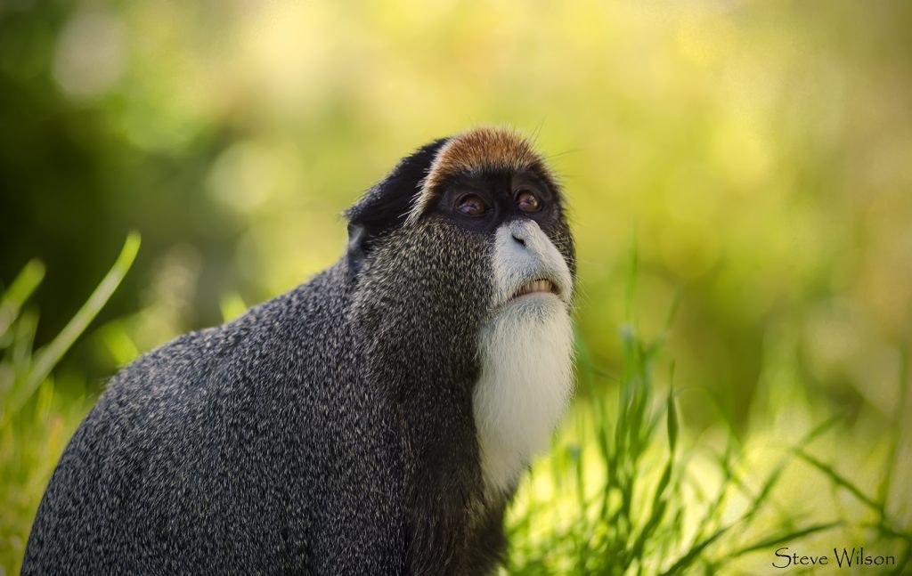 Macaco de Brazza