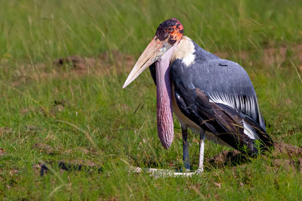 Marabu