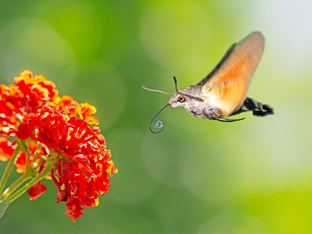 Mariposa-esfinge-colibri 40 animais incomuns para ver antes de morrer