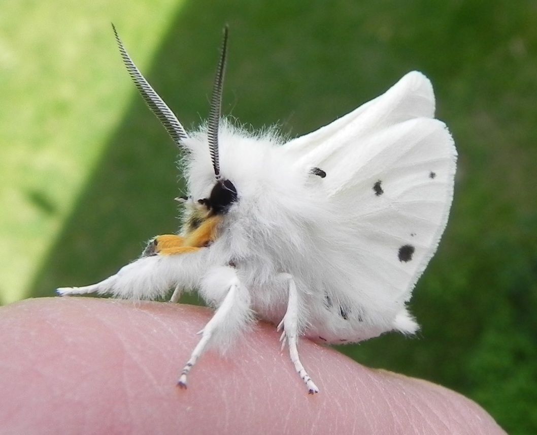 Mariposa-poodle venezuelana 40 animais incomuns para ver antes de morrer