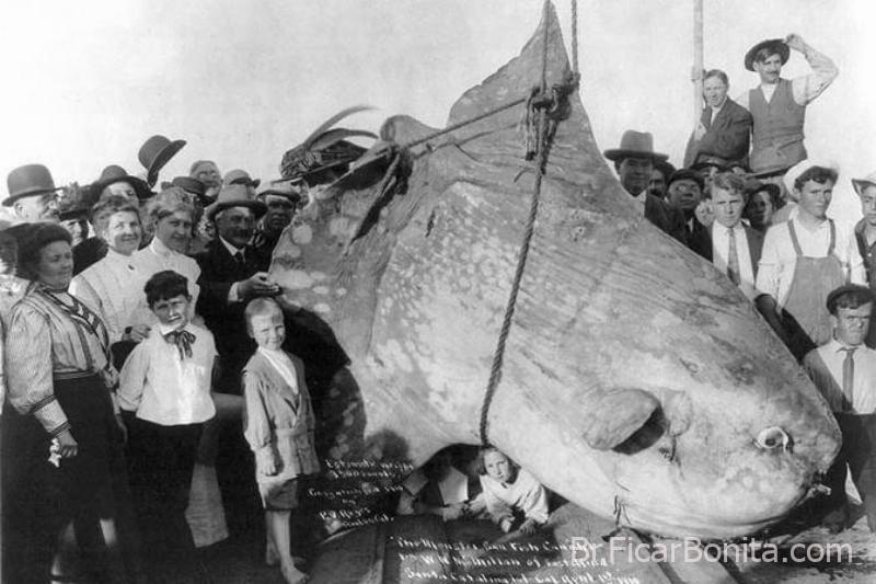 Mola Mola o peixe lua