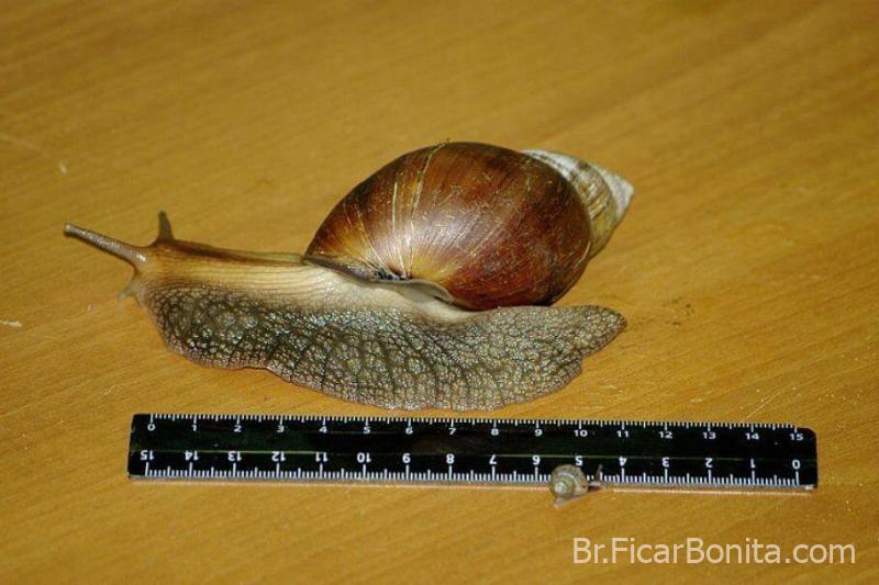 O caracol gigante africano Os maiores animais do mundo