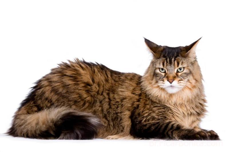 O gato Maine Coon