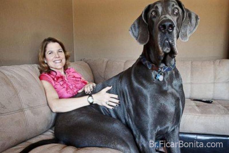 O gigante George Os maiores animais do mundo