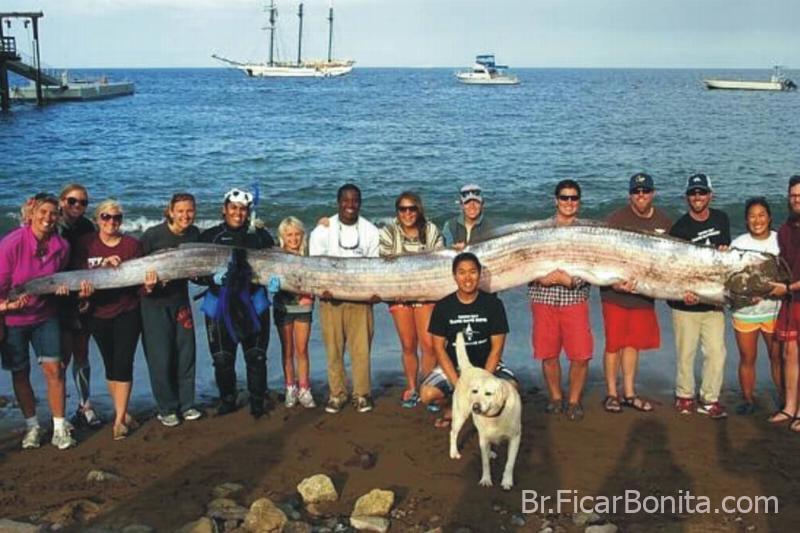 O peixe remo gigante  Os maiores animais do mundo