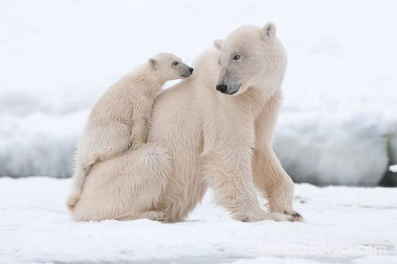 O urso polar Os maiores animais do mundo