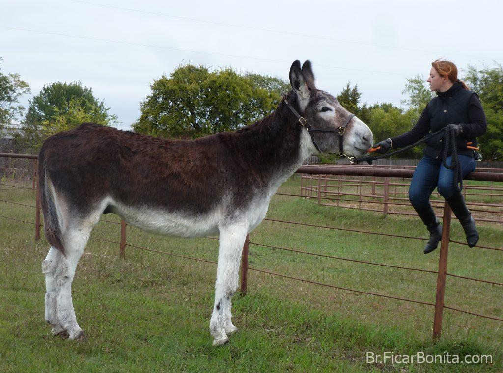 Oklahoma Sam o burro