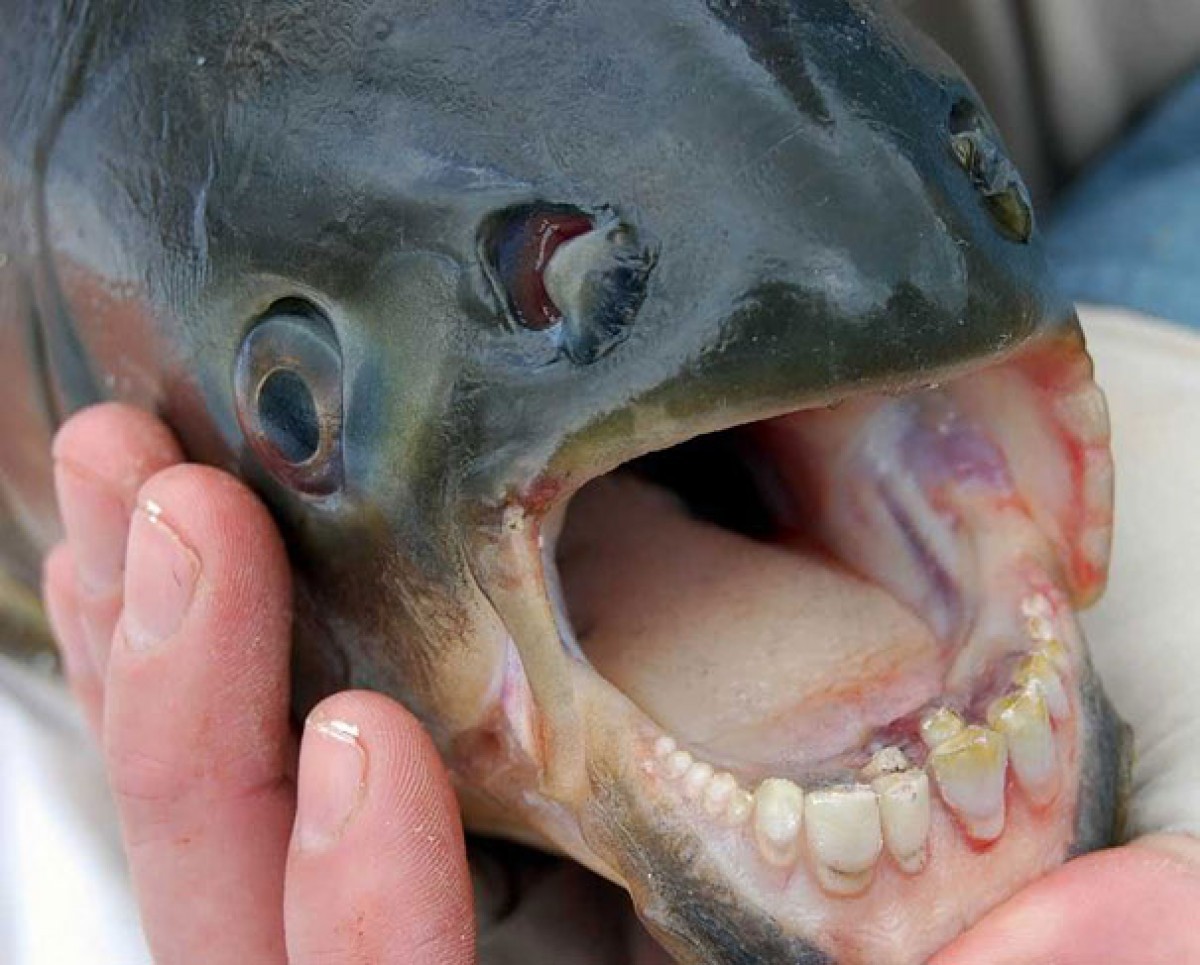 Pacu