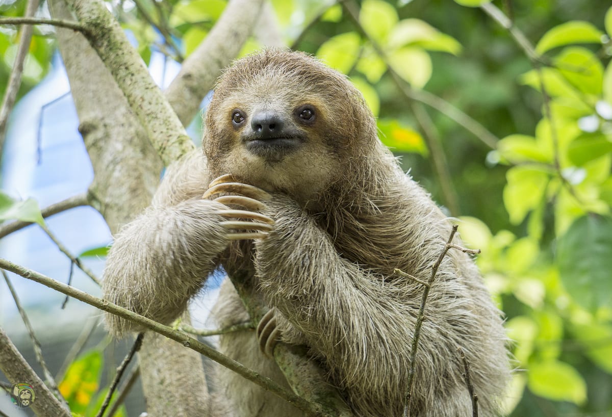 Preguiça 40 animais incomuns para ver antes de morrer