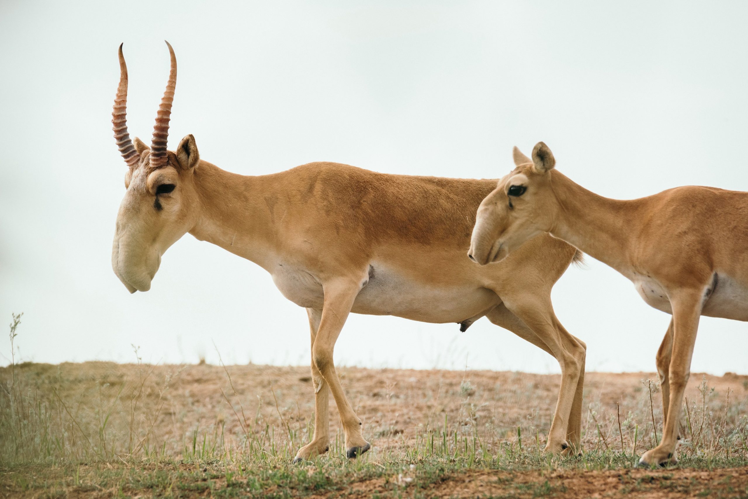 Saiga