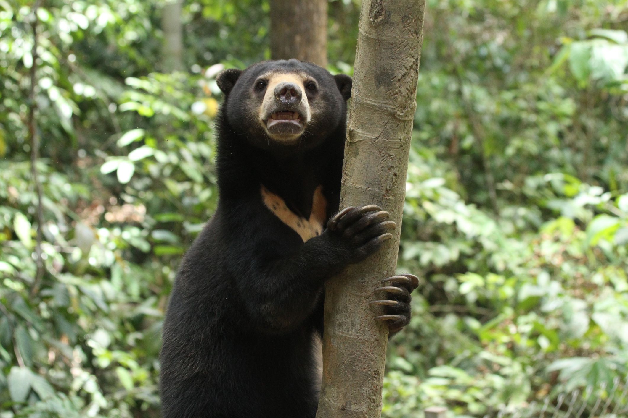 Urso do Sol 40 animais incomuns para ver antes de morrer