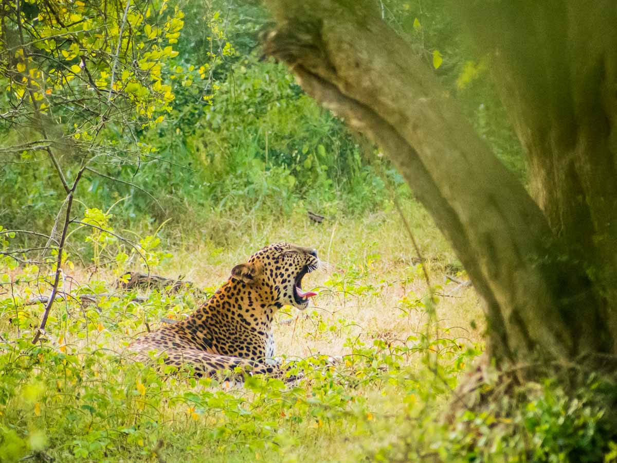 Você pode fazer um safári no Sri Lanka