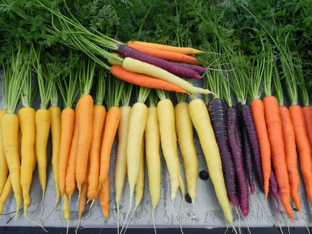 As cenouras têm cores diferentes