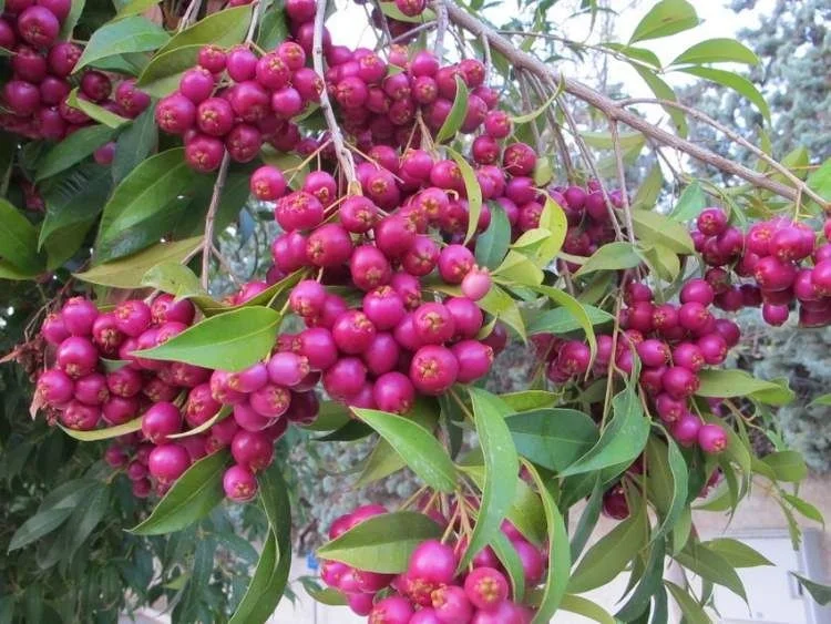 As cerejas pertencem à mesma família das rosas