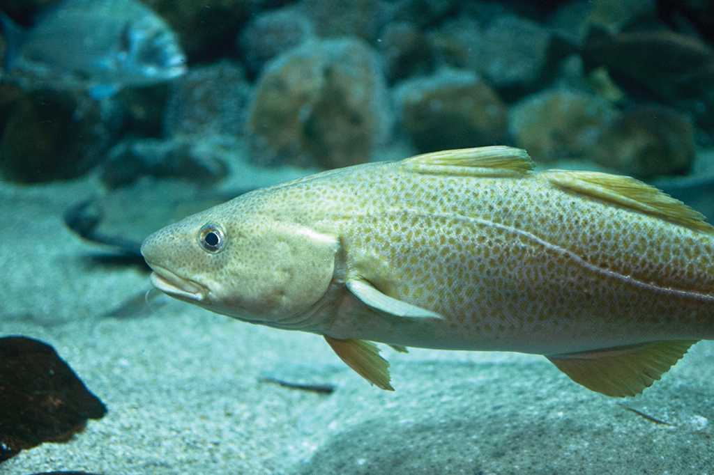 O bacalhau é um método de preparação, não um tipo de peixe.