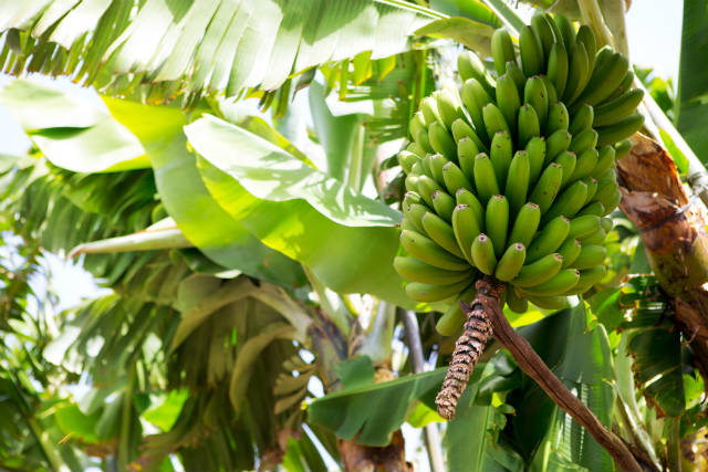 Todas as bananas do mundo são praticamente a mesma fruta