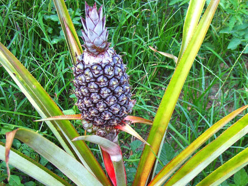 Uma planta de abacaxi produz apenas um fruto