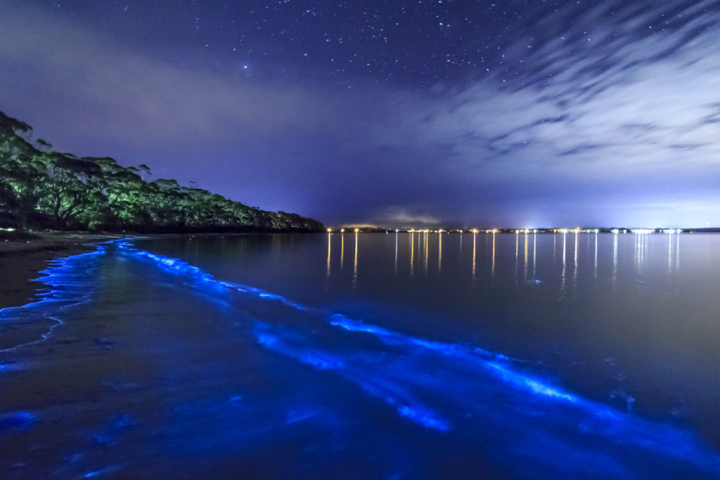 Baía do mosquito - Vieques, Porto Rico