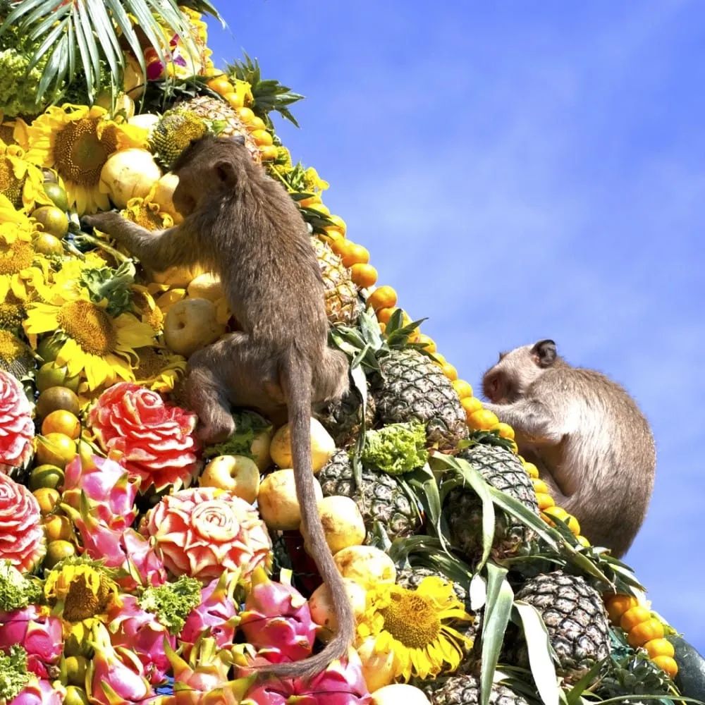 Festival Buffet do Macaco