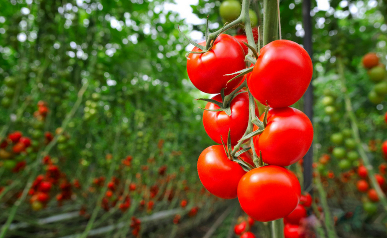 Tomates